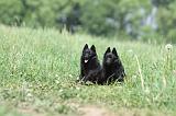 SCHIPPERKE 645